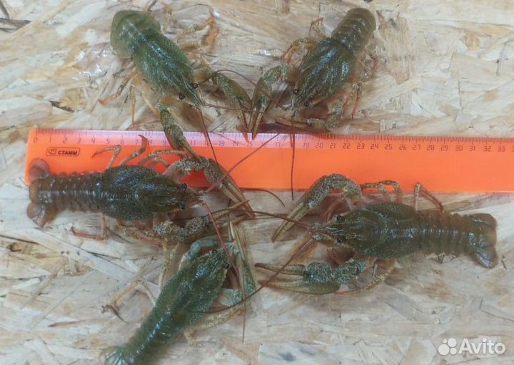 Раки крупные