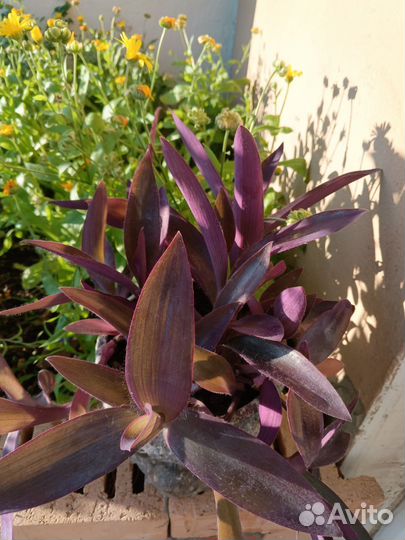 Сеткреазия пурпурная