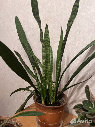 Сансевиерия