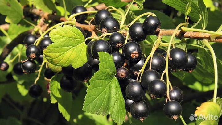 Черная смородина ягода свежая