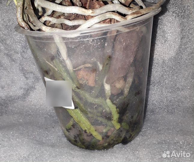 Фаленопсис Лас Вегас