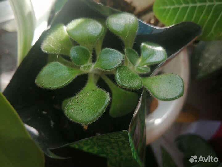 Цветок любви