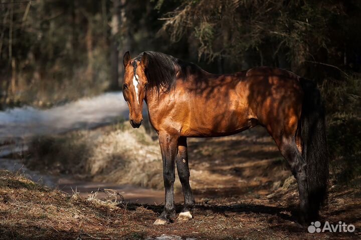 Продам рысаков