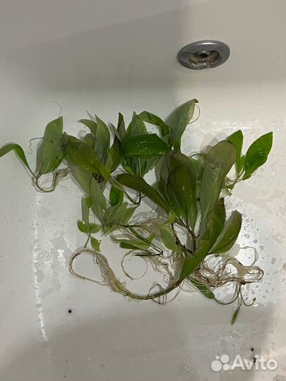 Водоросли для аквариума