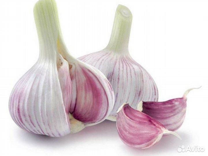 Продам чеснок оптом