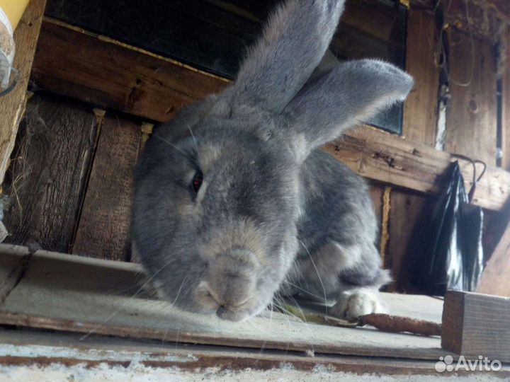 Мясные породы кроликов