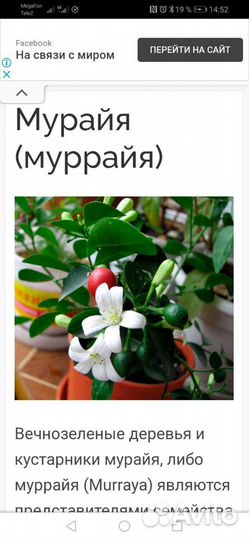 Муррайя
