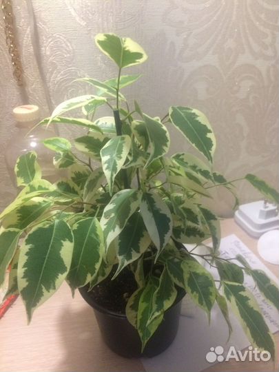 Фикус Бенджамина Саманта