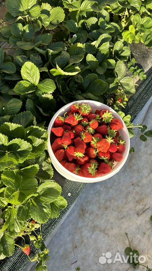 Рассада клубники высшего качества