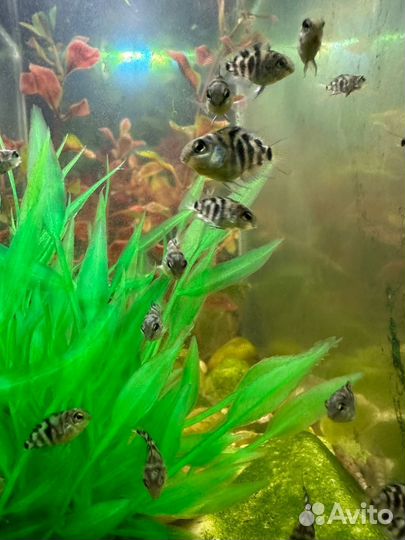 Сапфировый попугай