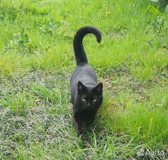 В добрые руки