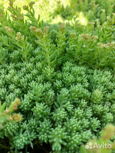 Мох суккулент