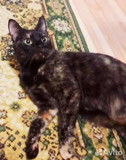 Кошка на счастье