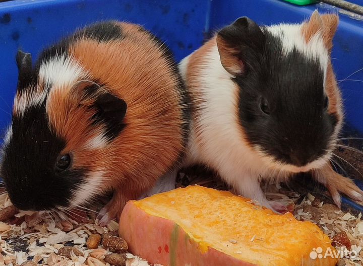 Морская свинка