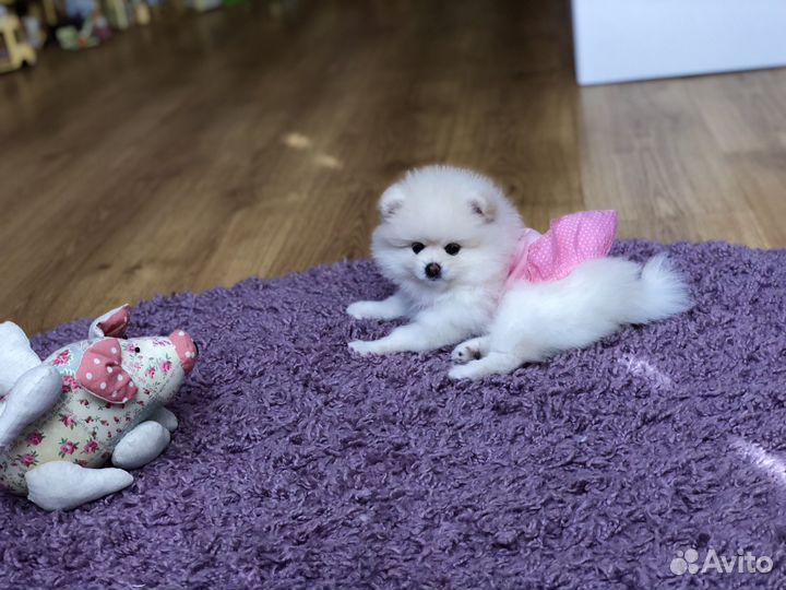 Померанский шпиц мини