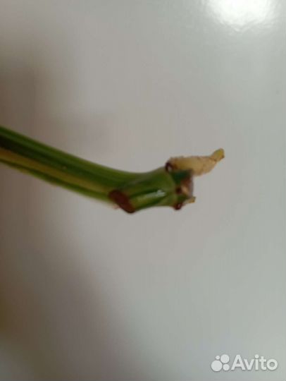 Сингониум яичница