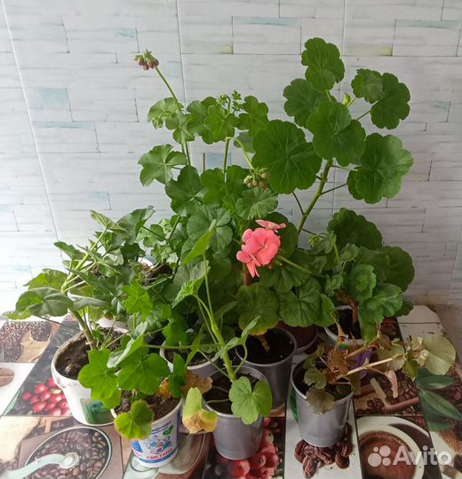 Комнатные цветы