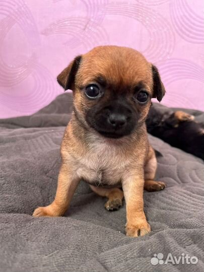 Щенки чихуахуа