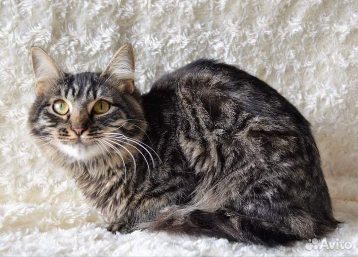 Алиса из приюта красавица 10 мес.ищет семью