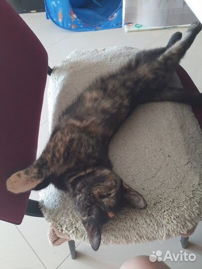 Отдам кошку в добрые руки