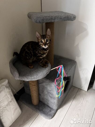 Бенгальский котик