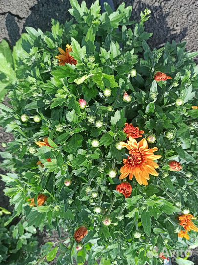 Хризантемы мультифлора