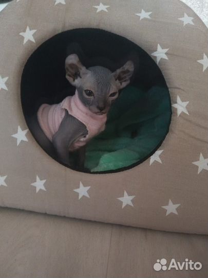 Продам сфинкса