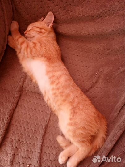 Отдам котят в хорошую семью, приучены к лотку