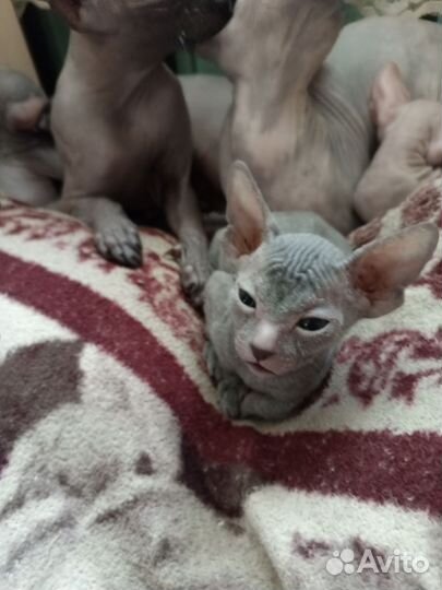 Донской сфинкс