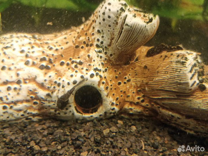 Сомики анциструсы