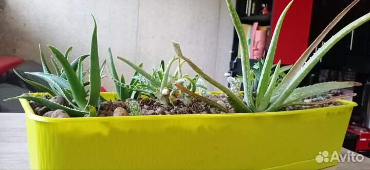 Ящик с суккулентами