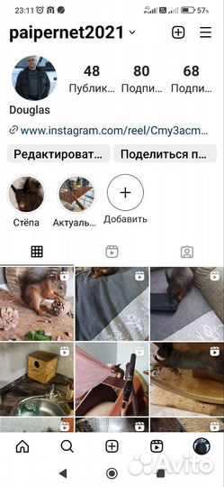 Белки ручные, бельчата продаются