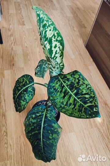 Диффенбахия Рефлектор