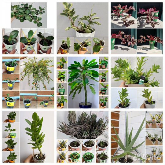 Нематантус, традесканция, алоэ, хавортия и др