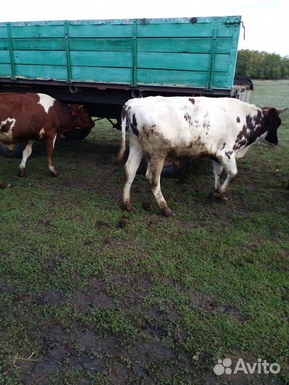 Прошлогодние бычки