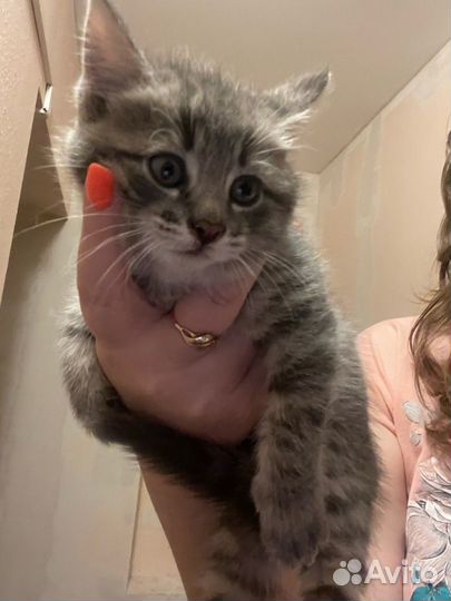 Красивые умные котята