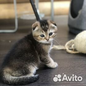 Шотландская вислоухая