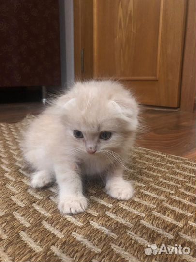 Самые милые котята