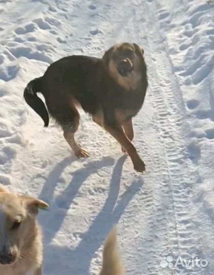 Собака в добрые руки