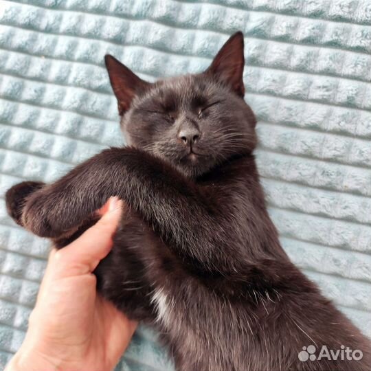 Кошка 3 мес