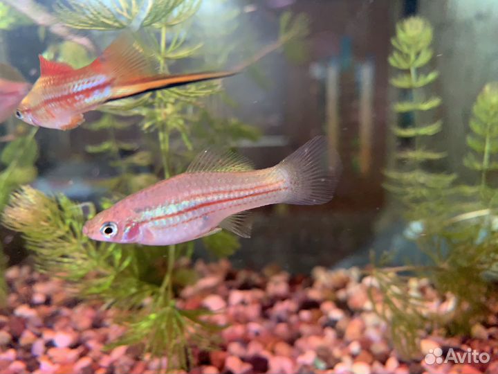 Аквариумная рыбка Радужный меченосец