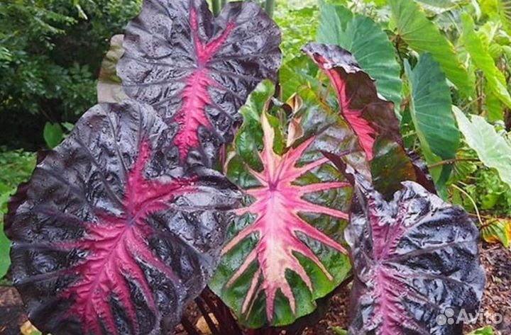 Колоказия Redemption