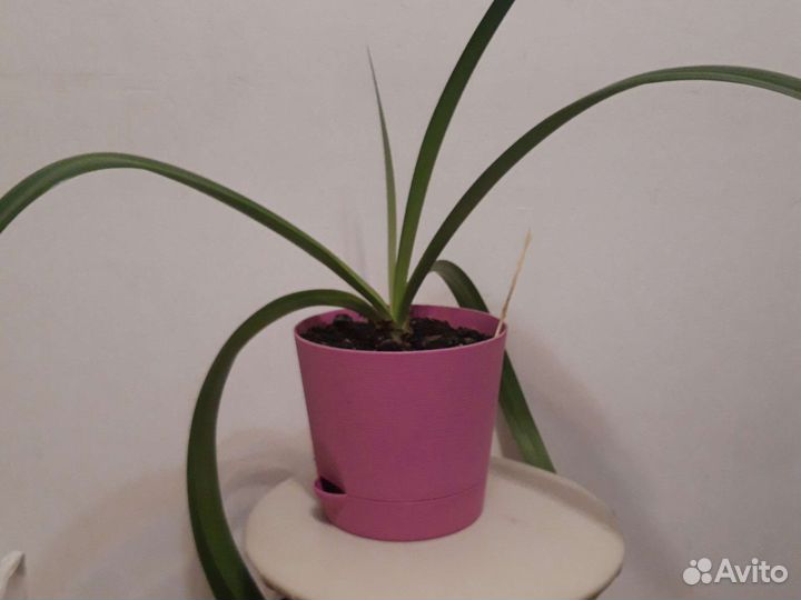 Гиппеаструм