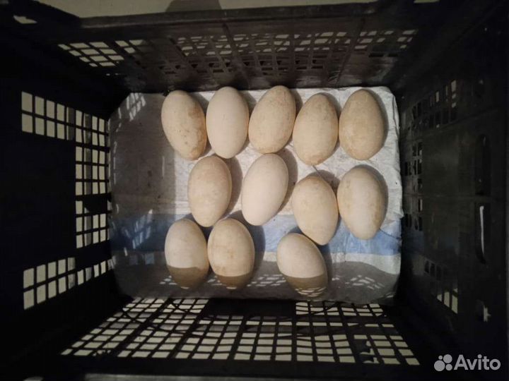 Инкубационное яйцо холмогорских гусей