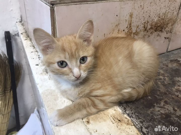 Котята ищут дом