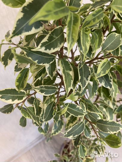 Фикус бенджамина пестролистный