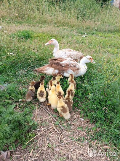 Мускусные утки