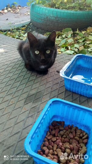 Кошка