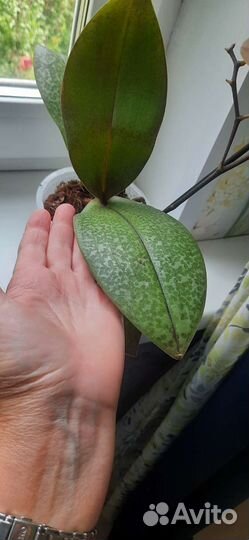 Орхидея фаленопсис Парфюмерная фабрика Scention