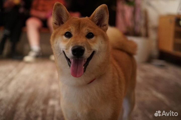 Вязка Сиба ину кобель